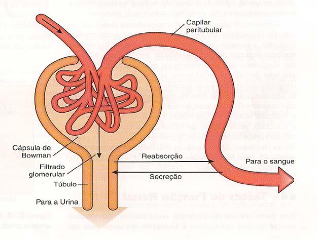 14 CONCENTRAÇÃO TUBULAR A concentração renal nos ramos descendente e ascendente da alça de Henle, em que o filtrado é exposto ao elevado gradiente osmótico da medula renal.