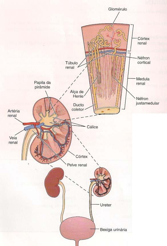 Existem dois tipos de néfrons: 1º) os que se encontram no córtex renal e são responsáveis principalmente pela eliminação de resíduos dos produtos e pela reabsorção de nutrientes.