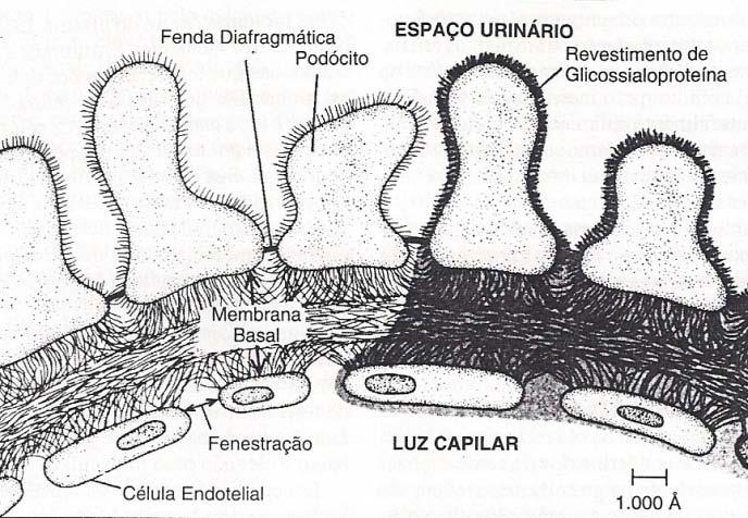 1º) Estrutura celular da parede capilar e da Cápsula de Bowman: a integridade da parede celular, ou seja, aumento ou diminuição dos poros ou fenestras da parede celular.