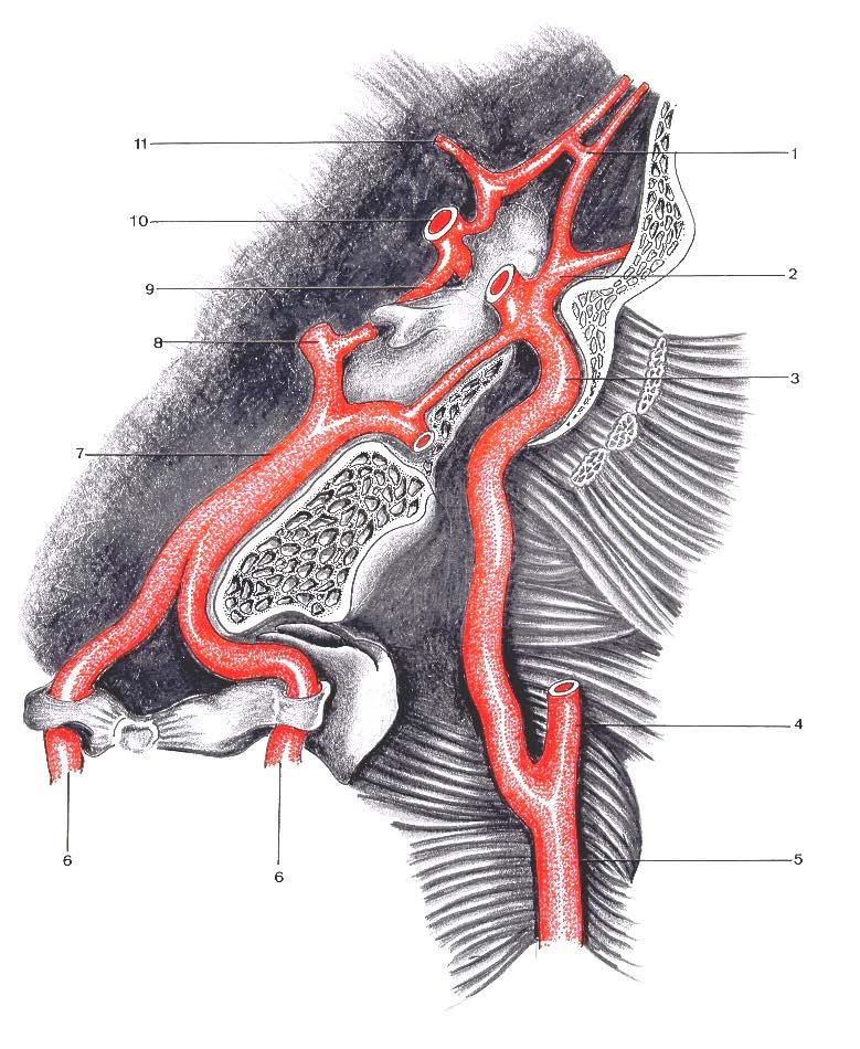 SUPRIMENTO ARTERIAL DO ENCÉFALO. Desenho esquemático das artérias sub-encefálicas, em preparação sobre a base do crânio ( Sistema Vértebro-basilar e Circulo Arterial do Encéfalo Polígono de Willis.