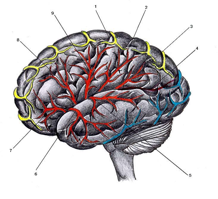 Desenho esquemático da face súpero-lateral do Encéfalo, mostrando os Territórios de Vascularização das Artérias Encefálicas: Cerebral anterior, Cerebral Média e Cerebral Posterior ( Comparar com a