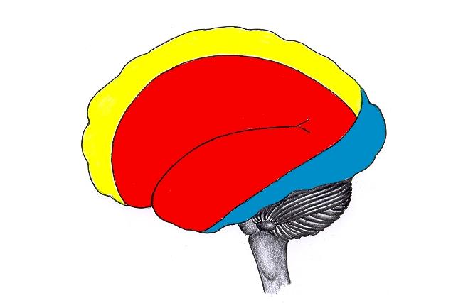 Desenho esquemático da face súpero-lateral do Encéfalo, mostrando os territórios de Vascularização das Artérias encefálicas Cerebrais: Anterior, Média e Posterior ( Comparar com a figura: 6.