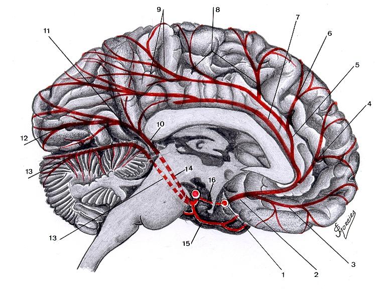 Visão mediossagital do hemisfério cerebral e a distribuição dos ramos das artérias Cerebrais Anterior e Posterior, visíveis na preparação. FIG.
