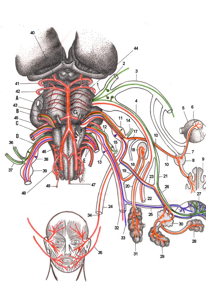 Vista ventral do tronco encefálico, mostrando sua circulação arterial, realizada, através das artérias do sistema vertebrobasilar, as origens aparentes dos nervos: Vº, VIº, VIIº, IXº, Xº, XIº, XIIº e