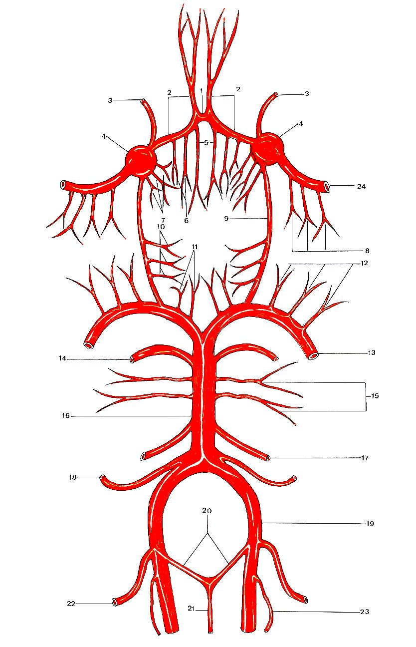 Desenho esquemático da associação dos sistemas arteriais Vertebrobasilar e Carotídeo utilizados na vascularização do encéfalo. 16 Artéria Basilar 17 Artéria Labiríntica 18 Art.