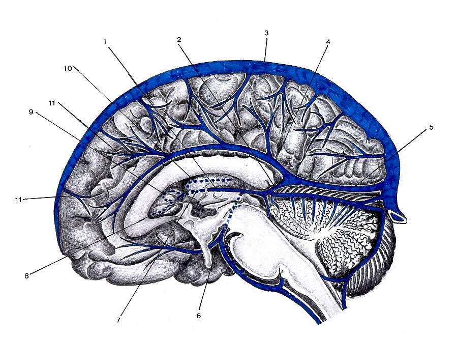 Retorno Venoso Profundo do Encéfalo ( Corte sagital mediano do encéfalo mostrando seios durais e veias cerebrais profundas maiores ) FIG.