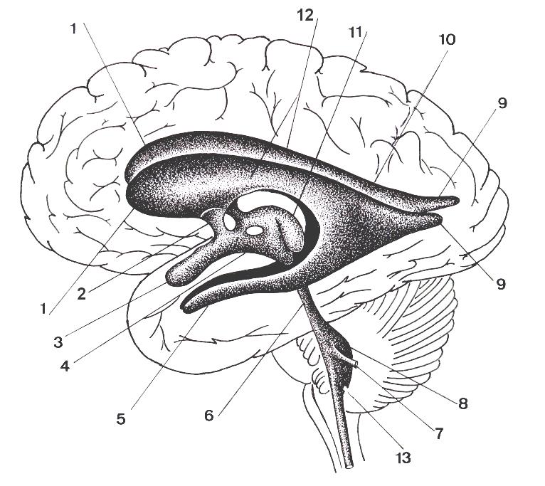 Sistema Ventricular Desenho esquemático do Hemisfério Cerebral, em vista lateral, mostrando, em imagem tridimensional, as seguintes estruturas anatômicas: Ventrículos laterais (