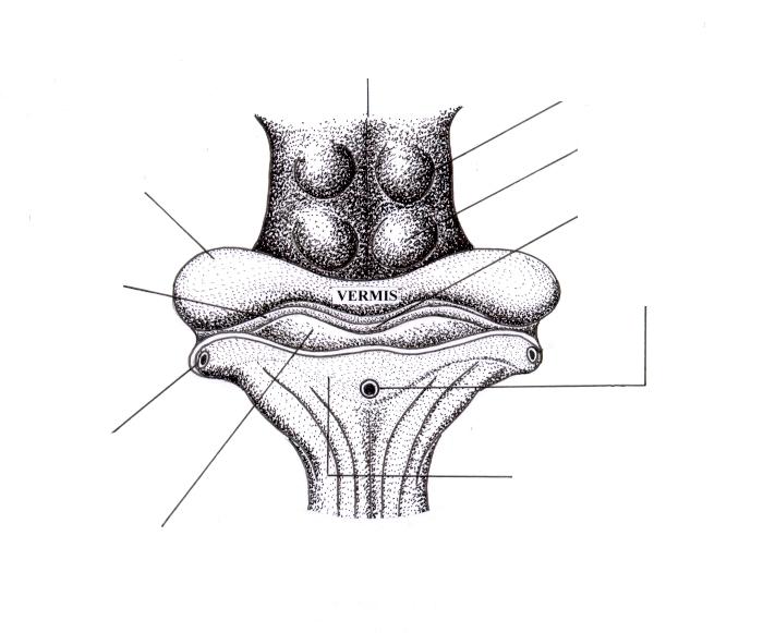 Mesencéfalo, em visão parcial dorsal, os Colículos: superiores e inferiores e os Hemisférios Cerebelares Mesencéfalo Colículos superiores Hemisfério Cerebelar Colículos inferiores Nódulo Flóculo