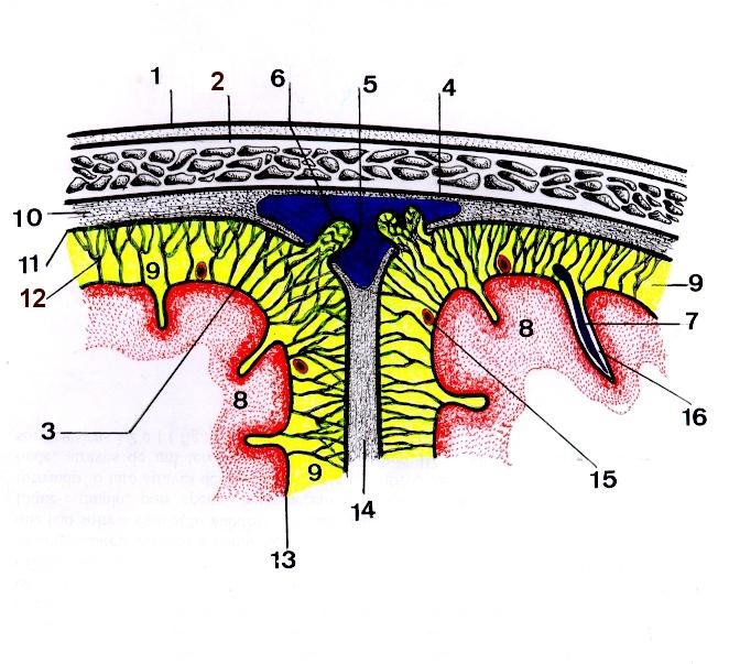 Desenho Esquemático de um Corte Transverso Através do Calvário, do Seio Sagital Superior e da Foice do Cérebro : LEGENDA: 1. Escalpo ( pele do crânio ) 2. Crânio ou Calvário 3.