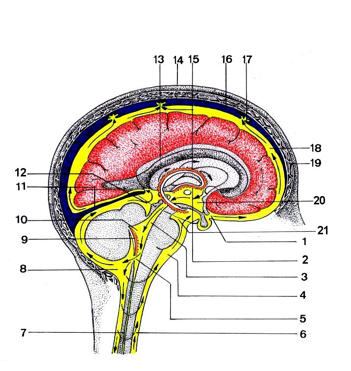 Desenho esquemático da face mediossagital do Hemisfério Cerebral esquerdo, mostrando o fluxo normal do líquido