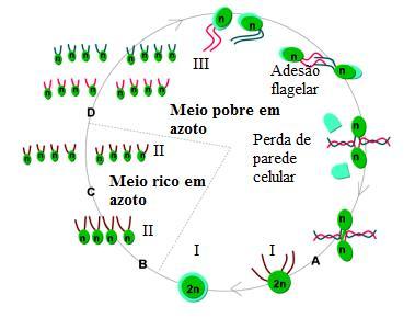 2015 CICLO DE VIDA DE Chlamydomonas sp I As Clamidomonas são algas verdes unicelulares que se reproduzem maioritariamente por bipartição, recorrendo apenas à reprodução sexuada, quando as condições