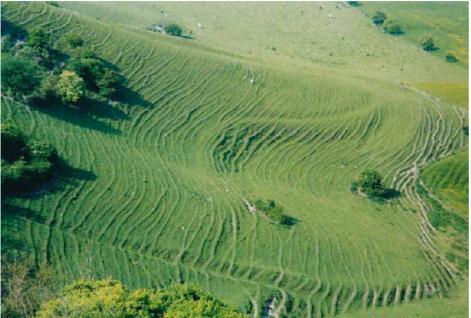 rastejo, em chamada Chalk Grasslands Reino