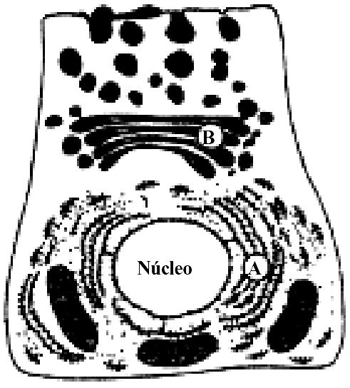 O esquema representa uma célula secretora de enzimas em que duas estruturas citoplasmáticas estão indicadas por letras (A e B).