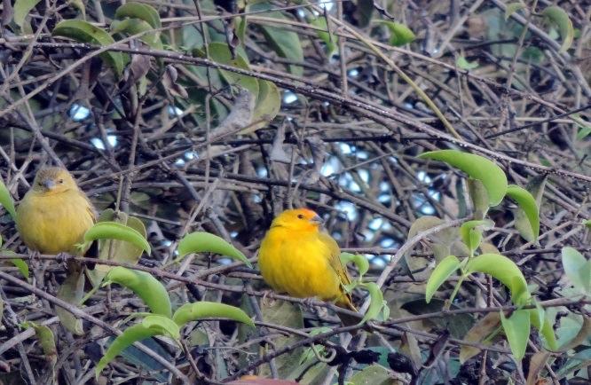 preservação da fauna e flora local), recursos