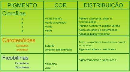 São as clorofilas que dão a cor verde característica à maioria das folhas, mascarando a cor dos outros pigmentos que existem em menor quantidade.