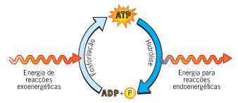 As moléculas de ATP são compostos intermediários que