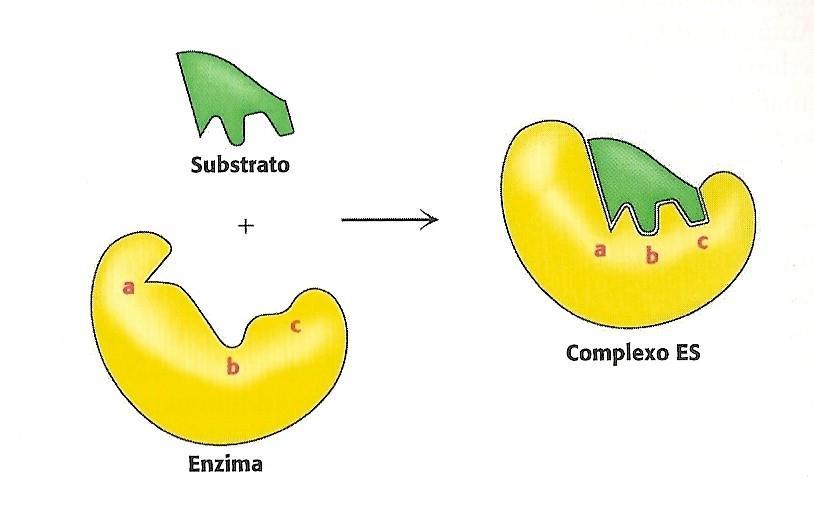 Enzimas: Sítio Ativo Os sítios ativos