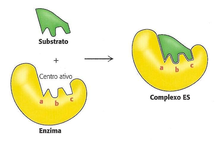 enzimas Muitos sofre mudanças