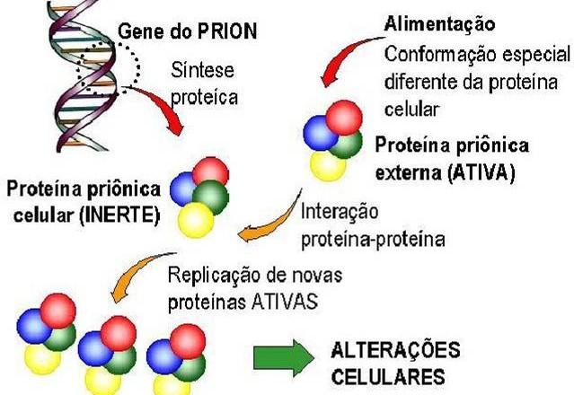 [Imagem: convenio.cursoanglo.com.br] Os príons possuem estrutura primária idêntica, mas terciária diferente em relações às proteínas priônicas celulares.