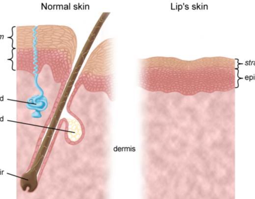 Conhecendo a pele dos lábios PELE NORMAL PELE DOS LÁBIOS Estrato