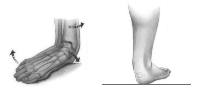 Retomando - Pronação do pé em CCF Retomando - Supinação do pé em CCF Pronação subtalar: eversão do calcâneo + adução e FP do talus Supinação subtalar: inversão do calcâneo + adução