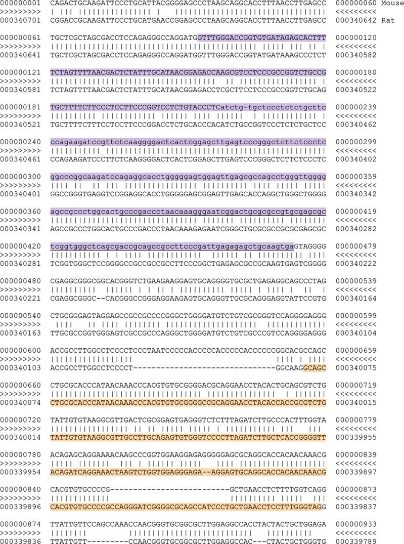 Exemplo - DNA Sequência de DNA de parte do gene 6T6Gal num rato