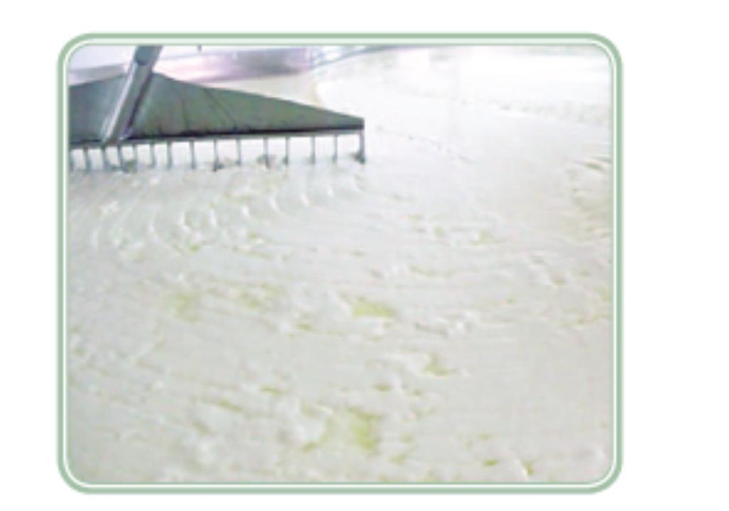 4ª etapa Coagulação do leite e corte da coalhada Decorrido o período de 40 a 50 minutos da adição dos ingredientes, coalho e CaCl 2, observa-se o ponto da coalhada.