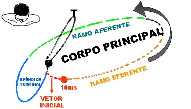 Alças QRS e alça T do VCG no PH Grupos controle VE VD Alça T APÊNDICE TERMINAL NO QUADRANTE ANTERIOR