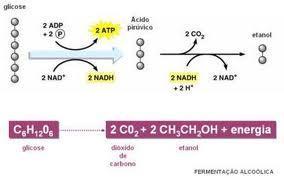 Fermentação alcoólica PIRUVATO CARBOXILASE Descarboxila o