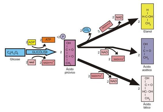 Fermentação É um conjunto de reações químicas controladas enzimaticamente (enzimas invertase e zimase), em que