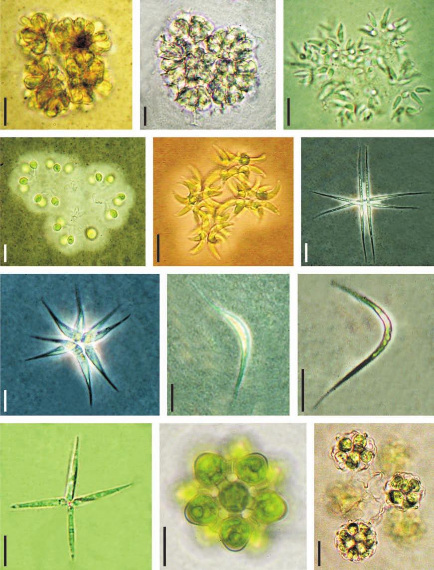 Revista Brasil. Bot., V.33, n.2, p.247-264, abr.-jun. 2010 251 1 2 3 4 5 6 7 8 9 10 11 12 Figuras 1-12. Chlorophyceae das represas Billings e Guarapiranga. 1. Botryococcus neglectus. 2. Botryococcus terribilis.