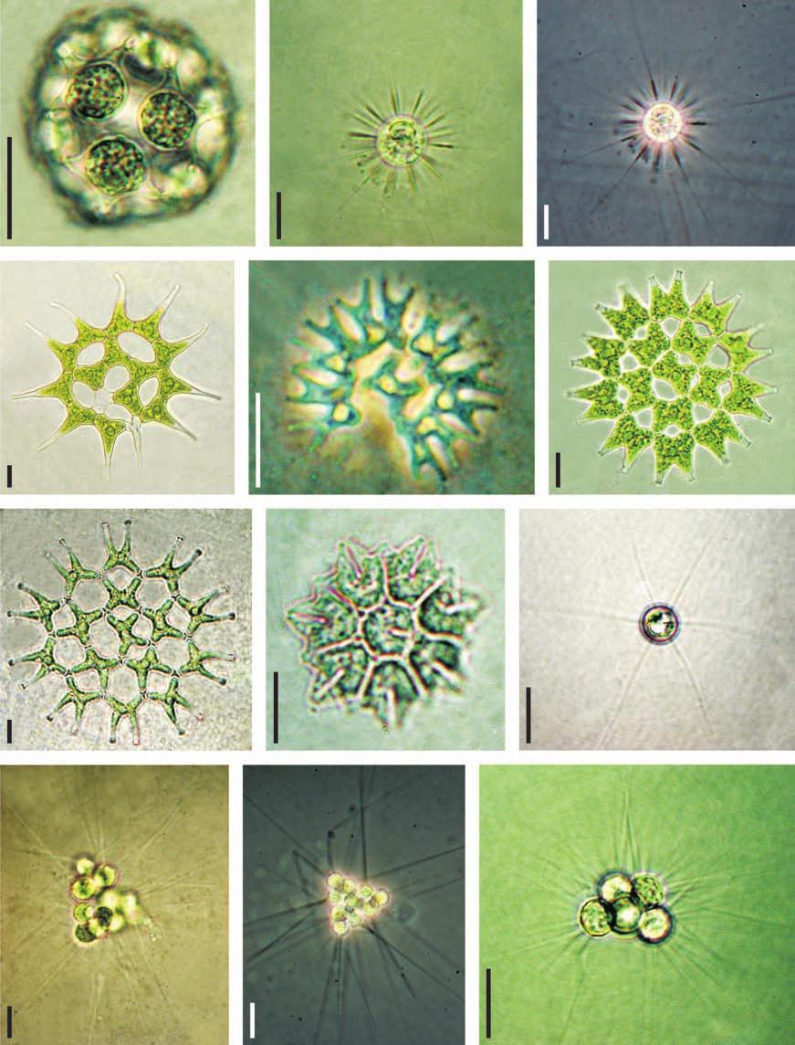 Revista Brasil. Bot., V.33, n.2, p.247-264, abr.-jun. 2010 255 13 14 15 16 17 18 19 20 21 22 23 24 Figuras 13-24. Chlorophyceae das represas Billings e Guarapiranga. 13. Coelastrum reticulatum. 14. Acanthosphaera zachariasi.