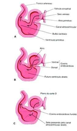 coxim endocárdico Visão lateral do coxim endocárdico FORMAÇÃO DO SEPTO