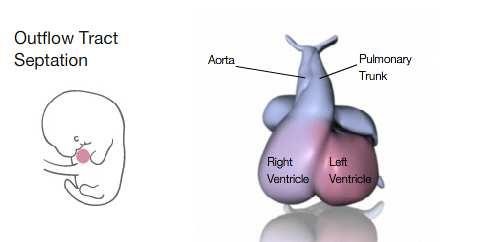 pulmonar e Aorta Artéria pulmonar e Aorta Conexão com as veia
