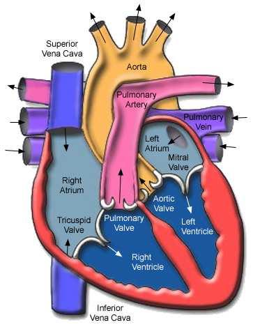 ! A Aorta e a artéria pulmonar surgem do TRONCO ARTERIOSO.