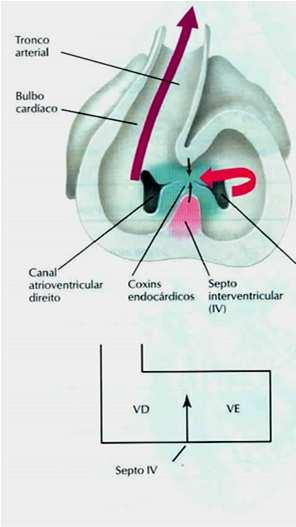 PULMONAR corpo pulmão