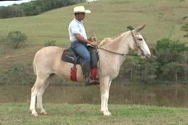 AZP RAÇA PÊGA 08 ANOS FILHO DE JUMENTO PÊGA EM ÉGUA CAMPOLINA LOTE 03 CAVALO MISTÉRIO DO PÉGASUS RAÇA CAMPOLINA NASCIMENTO