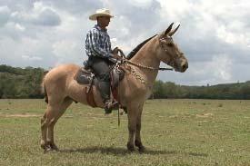 LOTE 15 BURRO PAREDÃO DA AZP RAÇA PÊGA 07 ANOS FILHO DE JUMENTO PÊGA EM ÉGUA