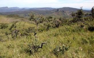 Vegetação tipica do ecossistema de cerrado - Região Norte: Há um predominio de pastagens de capim humidicola, que é uma braquiária, tendo sido amplamente disseminado nas fazendas.