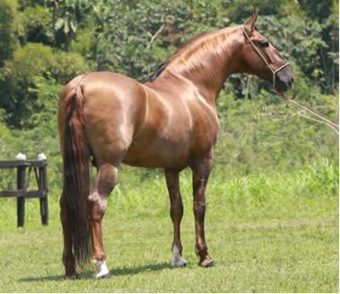 MODULO I O INICIO ESCOLHA DA RAÇA O Brasil tem 4 raças de andamento marchado: Mangalarga Marchador, Campolina, Campeiro e Piquira. As principais são a Mangalarga Marchador e a Campolina.