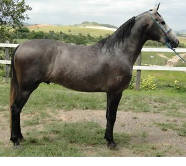 O cavalo Mangalarga Marchador tem biótipo mediolineo, preservando proporções equidistantes entre comprimento do corpo e altura da cernelha; comprimento do dorso-lombo e comprimento da garupa.