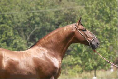 pescoço (porque a direção é rodada), a garupa um pouco mais inclinada, na média, em relação à do cavalo Mangalarga Marchador.