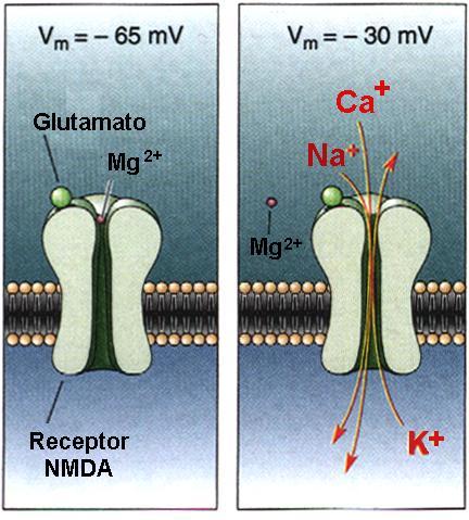 51 AMINOÁCIDOS (Glutamato, Aspartato, GABA, Glicina) Glutamato e Aspartato Mais da metade dos neurônios do SNC utiliza o Glutamato (Glu) e Aspartato (Asp), principais NT excitatórios do SNC sendo que