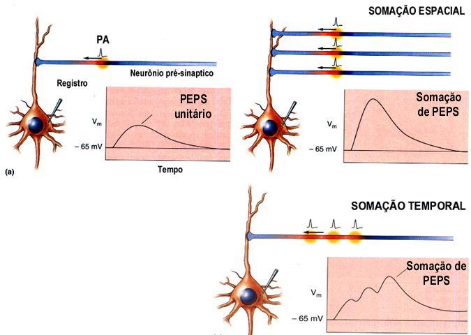 42 A vantagem é que intracelularmente são produzidos muitos mediadores, isto é, amplificação do sinal inicial: os receptores ionotrópicos possuem uma relação de 1 NT: 1 canal iônico.