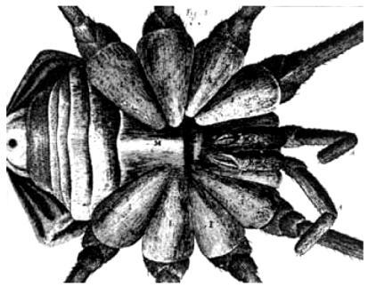 O ciclo reprodutivo das abelhas se caracteriza a) por ser haplodiplobionte apenas para fêmeas. b) por ser haplodiplobionte para fêmeas e machos.