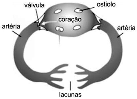 O sistema circulatório dos insetos terrestres não interfere diretamente no funcionamento do sistema respiratório desses organismos porque a) é um sistema circulatório aberto.