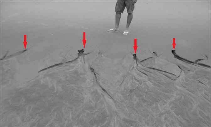 Foto 3- Na face da praia, as setas mostram estruturas canaliculares características de erosão do colchão de areia, formadas a partir da descida da maré.