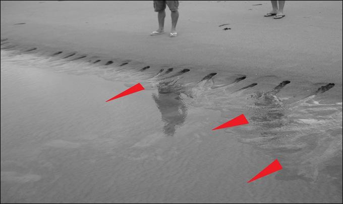 Perfil 5 Perfil 6 Perfil 7 Perfil 8 Perfil 9 Perfil 10 Perfil 11 Antepraia - 78 Tabela 1 - Resumo do balanço sedimentar, baseado na análise dos perfis de praia.