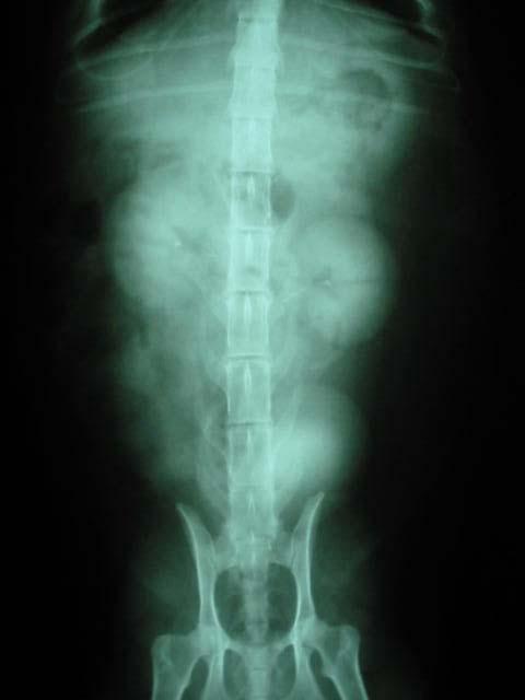 Apêndice S 119 Figura 5 - Imagem de radiografia contrastada abdominal de felino doméstico