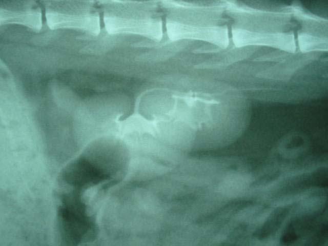 renal, pelve e região de saída dos ureteres Figura 6 - Imagem de radiografia contrastada